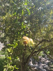 Punica granatum