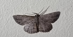 Zermizinga sinuata