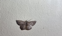 Zermizinga sinuata