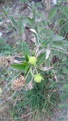 Lantana achyranthifolia
