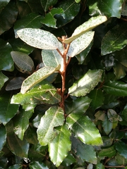 Elaeagnus pungens