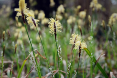 Carex pilosa