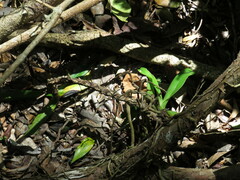 Cyrtorchis arcuata arcuata
