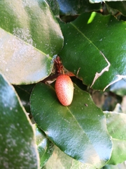 Elaeagnus pungens