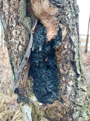 Inonotus obliquus sterilis