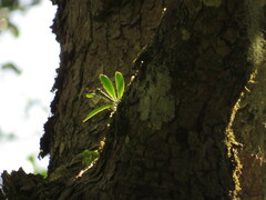 Pleopeltis macrocarpa