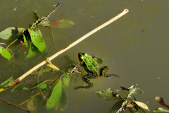 Pelophylax lessonae