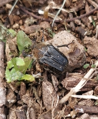 Tropinota squalida canariensis