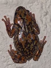 Phrynomantis annectens