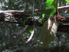 Tridactyle bicaudata bicaudata