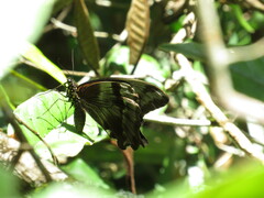 Papilio nireus lyaeus