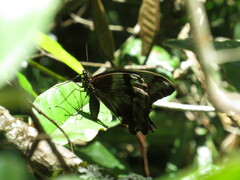 Papilio nireus lyaeus