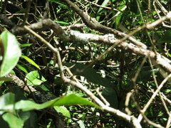 Papilio nireus lyaeus