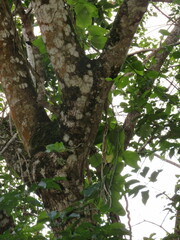 Pyrenacantha scandens