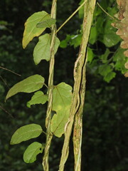 Pyrenacantha scandens