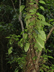 Laportea peduncularis