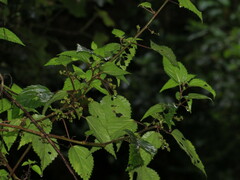 Laportea peduncularis