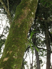 Cyrtorchis arcuata arcuata