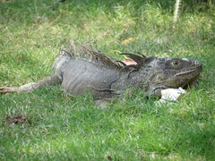 Iguana iguana