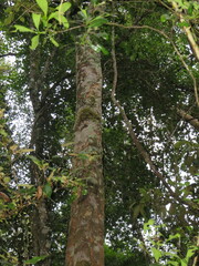 Tridactyle bicaudata bicaudata