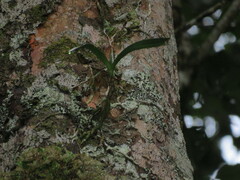 Tridactyle bicaudata bicaudata