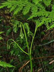 Pteris buchananii