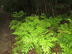 Pteris buchananii