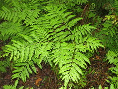 Pteris buchananii