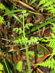 Hypolepis sparsisora