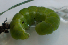 Phlogophora meticulosa