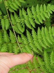 Hypolepis sparsisora