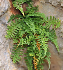 Asplenium fontanum fontanum