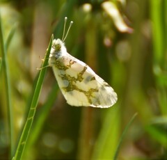 Euchloe olympia