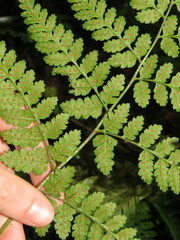 Dryopteris inaequalis