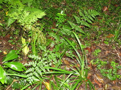 Dryopteris inaequalis