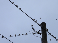 Passer montanus saturatus