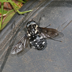 Triclista guttata