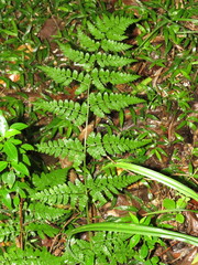 Dryopteris inaequalis