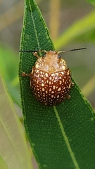 Paropsis ornata