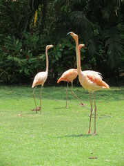 Phoenicopterus ruber