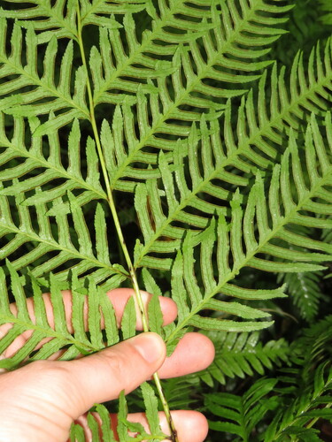 Pteris dentata, photograph 2