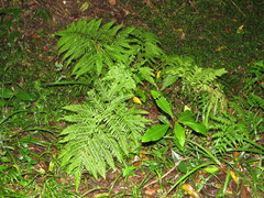 Pteris dentata