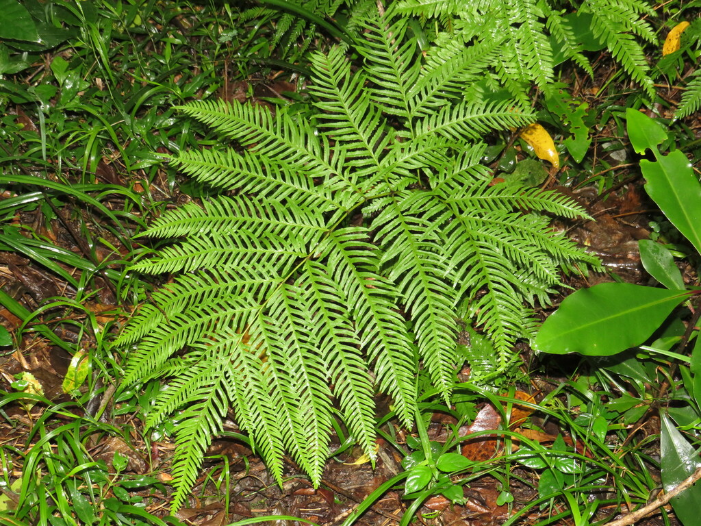 Pteris dentata; photograph Jeremy Gilmore, CC BY, iNaturalist via GBIF