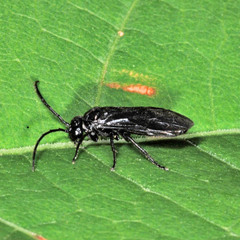 Phymatocera aterrima