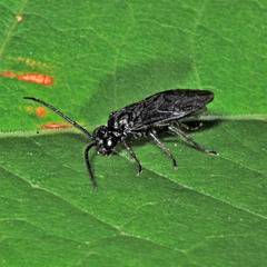 Phymatocera aterrima