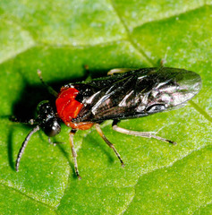 Eutomostethus ephippium