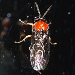 Eutomostethus ephippium