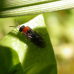 Eutomostethus ephippium