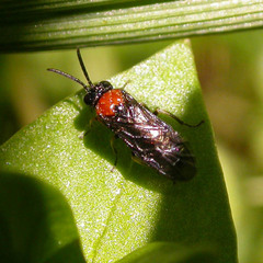 Eutomostethus ephippium