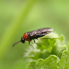 Eutomostethus ephippium